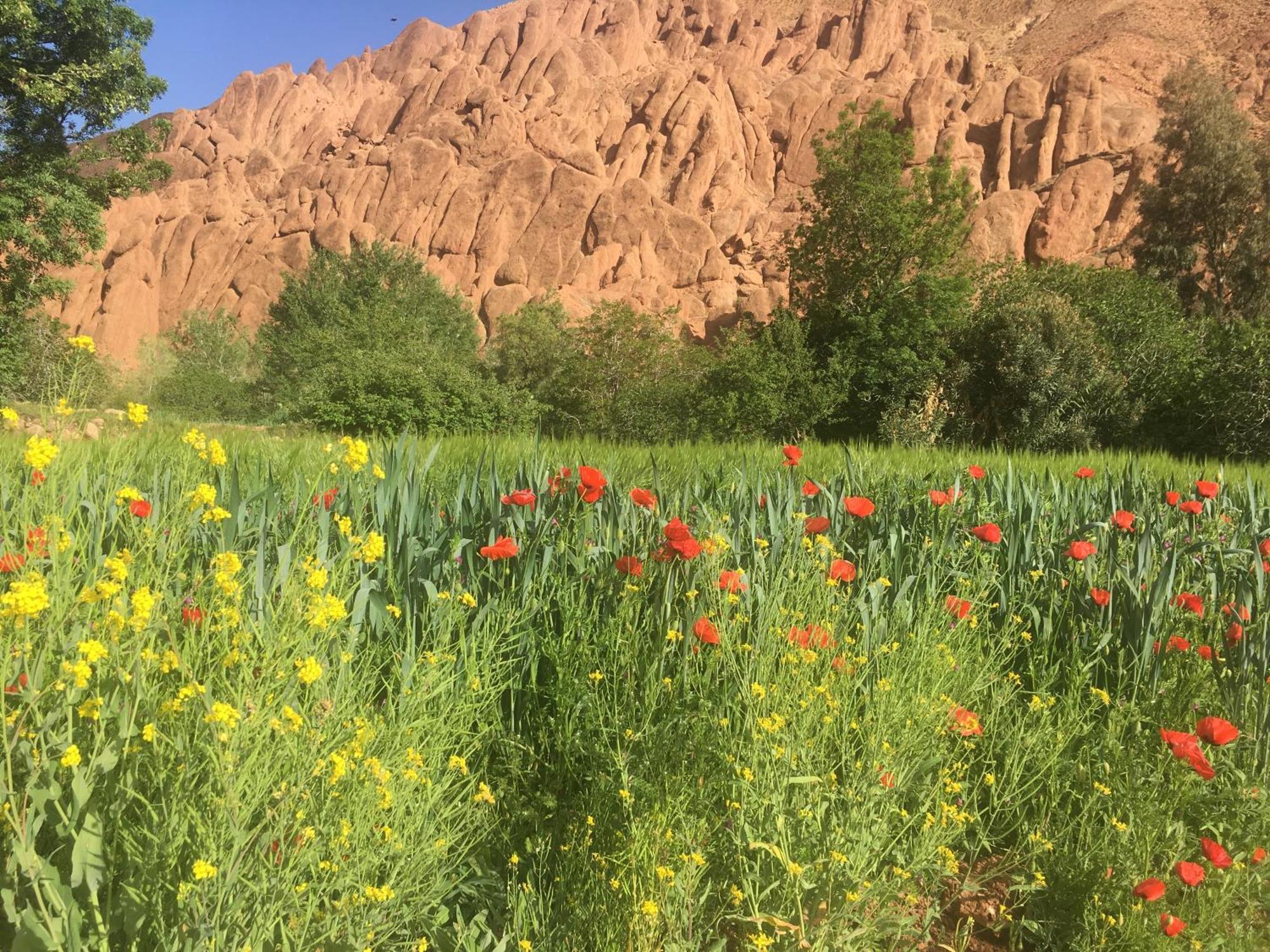 Tafsut Dades Guesthouse Stay With Locals Tamellalt  المظهر الخارجي الصورة